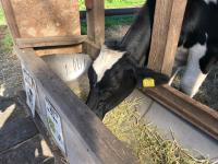 ホテルの敷地内または近くにいる動物