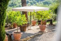 ein Regenschirm in einer Reihe von Topfpflanzen in der Unterkunft Savignola Paolina in Greve in Chianti