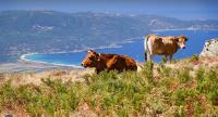 two cows sitting on top of a hill at A PIAZZOLA in Petreto-Bicchisano