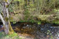 a stream in the middle of a forest with trees at Holiday home in Saint Quirin with garden in Saint-Quirin