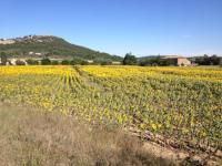 Un paisaje natural cerca de la casa de hu&eacute;spedes