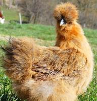 a brown chicken with long hair in the grass at Les Insolites du vélodrome d&#39;Albert in Albert