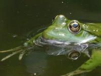 a frog is floating in the water at Echappée sauvage in Masquières