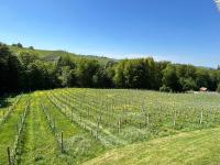 a vineyard with a field of green grass and trees at Haus-Eckberg 101 in Gamlitz