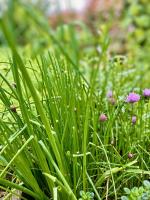 Vườn quanh Aux Agapanthes, Chambres d'Hôtes charentaises de charme avec piscine