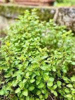 Vườn quanh Aux Agapanthes, Chambres d'Hôtes charentaises de charme avec piscine