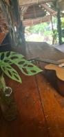 Una mesa de madera con una guitarra encima. en Floating Dreams, en Tangkahan