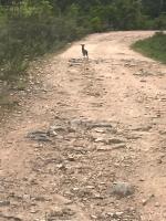 a dog standing in the middle of a dirt road at Gîte à Piscia de Figari Petru Barbara in Figari