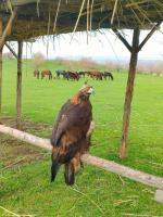 ラグジュアリーテントの敷地内または近くにいる動物