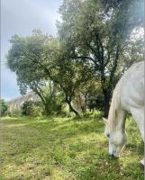 Ein weißes Pferd weidet auf einem Feld mit Bäumen in der Unterkunft Chambre l&#39;Aqueduc in Castries