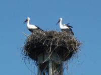 two birds sitting in a nest on top of a pole at Ferienappartements Schweizer Haus in Stolpe