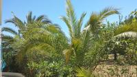 Zahrada ubytování Maison Villa Sousse Chott-Meriem, jardin arboré, 400 m de la plage