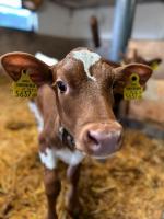 Zvieratá na farme alebo blízkom okolí