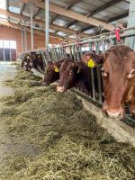 Zvieratá na farme alebo blízkom okolí