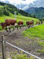 Zvieratá na farme alebo blízkom okolí