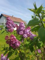 Půdorys ubytování Holiday house Giovanna