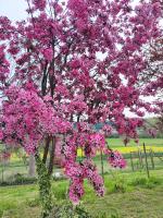 Zahrada ubytování Cascina Patrizia