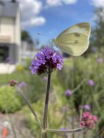 a butterfly sitting on top of a purple flower at Aurefees in Ellon