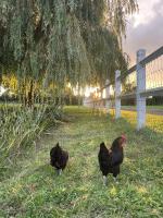 two chickens standing in the grass near a fence at Aurefees in Ellon