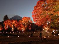 a person standing in front of a group of trees at Guesthouse Sakuya in Fujikawaguchiko