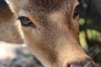 旅館の敷地内または近くにいる動物