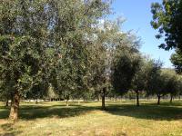 Vonkajšia záhrada v ubytovaní Agriturismo Corte Moranda