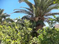 Zahrada ubytování Villa à Chott-Meriem, Sousse, 400 m de la plage