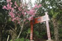 a sign in front of a tree with pink flowers at Alishan B&amp;B YunMinGi in Fenqihu