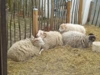 別荘の敷地内または近くにいる動物
