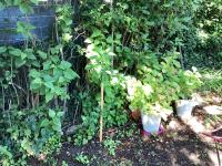 Vonkajšia záhrada v ubytovaní Maison de charme à Vachères avec jardin et vue montagne