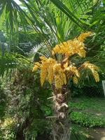 Vonkajšia záhrada v ubytovaní House w little tropical garden