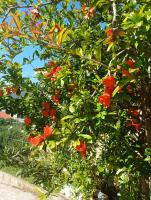 A garden outside La Pigna Sorrento