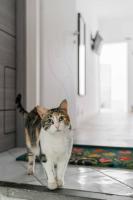 un gato parado frente a una puerta en Il gatto Franco, en Amalfi