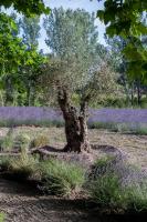 Plán poschodí v ubytovaní La Bastide des Lavandins
