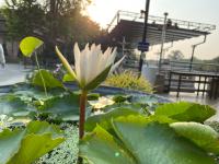 Un nenúfar blanco en un estanque con hojas. en Dhammachart RiverView, en Samut Songkhram
