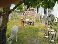 別荘の敷地内または近くにいる動物