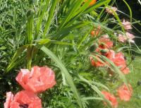Vonkajšia záhrada v ubytovaní Ruhige Wohnung mit schönem Eigengarten in Seeboden am Millstättersee