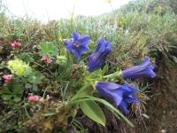 Vonkajšia záhrada v ubytovaní Ruhige Wohnung mit schönem Eigengarten in Seeboden am Millstättersee
