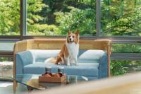 Thú nuôi lưu trú tại Kinock