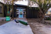 a peacock is standing in front of a store at Pabala Private Nature Reserve in Hankey