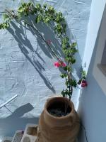 Vonkajšia záhrada v ubytovaní Little Symi House