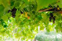 Vonkajšia záhrada v ubytovaní Finca Penya Redona