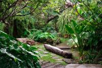 een tuin met een beekje midden in een bos bij Natural Place in Ban Khan Ham