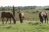 Zvieratá na farme alebo blízkom okolí