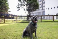 a dog sitting in the grass in a field at Hotel Preston Nashville Airport in Nashville