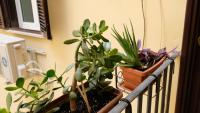 A garden outside NEW! True-stevere Amazing Double Bed for 5 pax