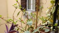 A garden outside NEW! True-stevere Amazing Double Bed for 5 pax