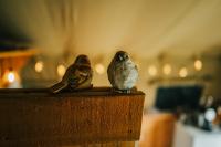 Půdorys ubytování Luxe tent op het platteland