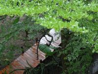 a garden with green plants and a wooden walkway at Ming Shan Villa in Dashu