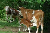 Zvieratá na farme alebo blízkom okolí